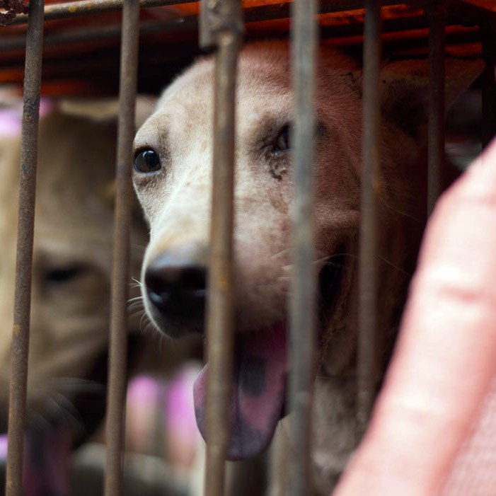 www.FightDogMeat.com - Fight Dog Meat