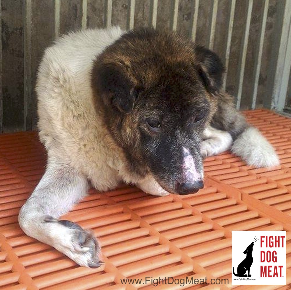 Vietnam Dog Rescue Group Selling Dogs To Vietnamese Dog Butchers