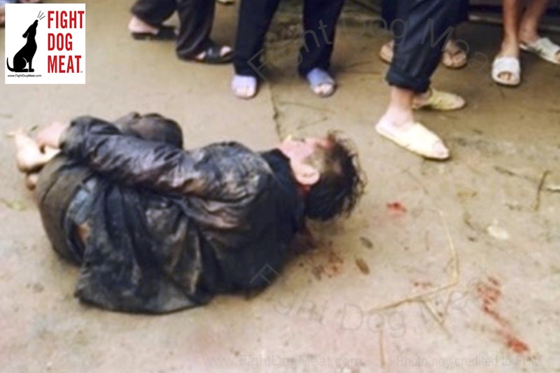 VietNam: Mob Justice Kills Antoher Dog Thief