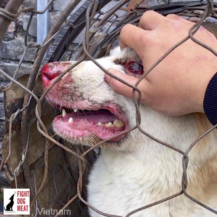 Dog Both Eyes Protruding And Blood Dog Both Eyes Protruding And Blood