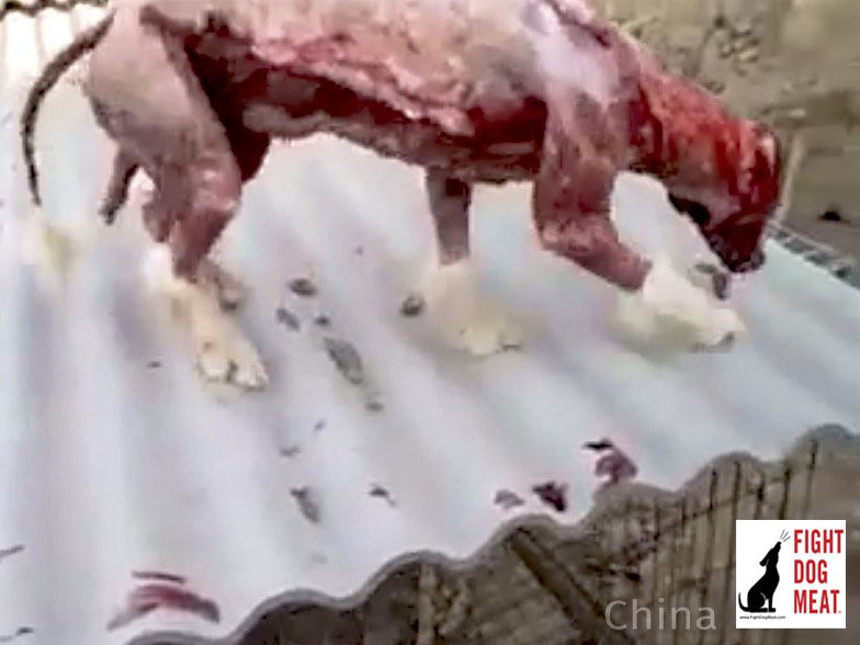 Image result for images koreans boil dogs alive