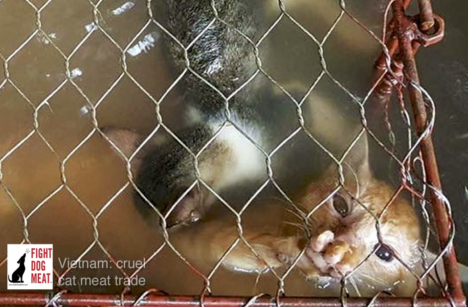 Vietnam Cats Drowned For Cat Meat Fight Dog Meat