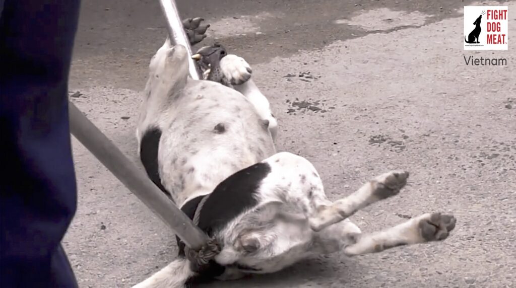 Vietnam: Dogs Seized From Saigon Streets