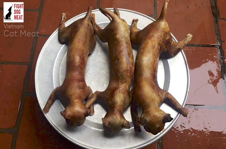 Vietnam Cat Meat Restaurant On Social Media Fight Dog Meat