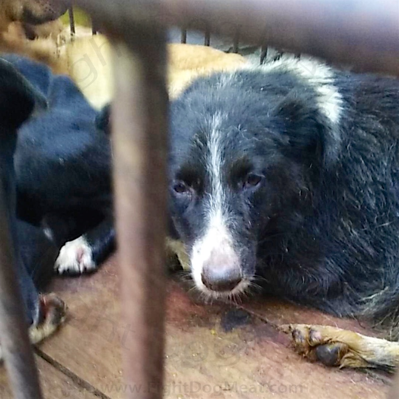 www.FightDogMeat.com, pet centric, Fight Dog Meat
