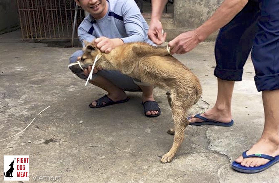 Vietnam Threats To Close Butchers Fight Dog Meat