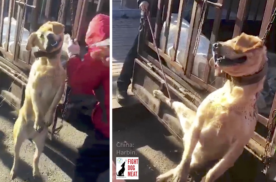 China Harbin Dog Meat Market Fight Dog Meat