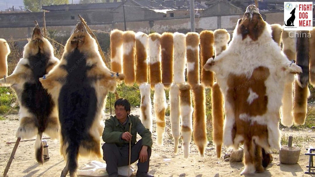 China Dog Skin Fur Pelts - Fight Dog Meat