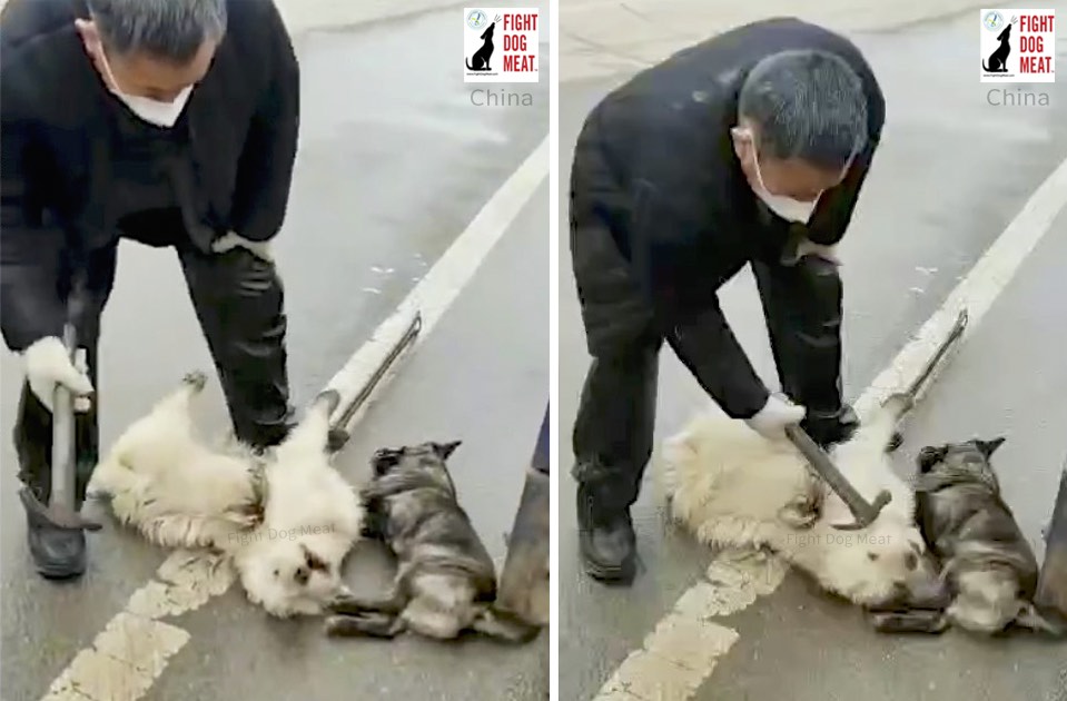 China: Bengbu City Cull Dogs In Anhui | Fight Dog Meat