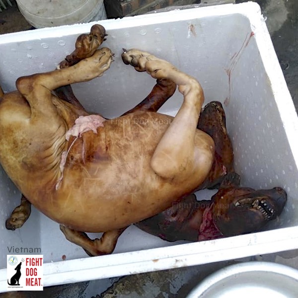 www.FightDogMeat.com, pet centric, Fight Dog Meat, fightdogmeat