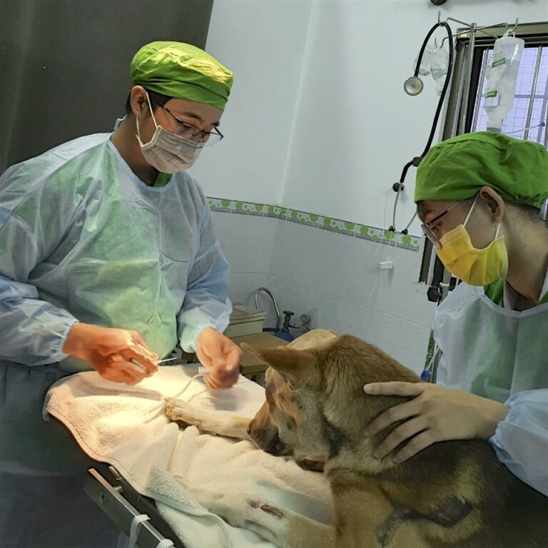 Fight Dog Meat