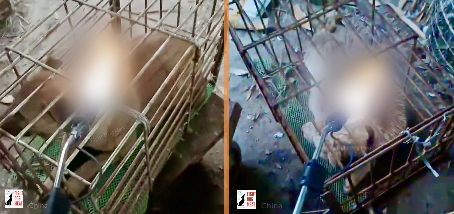 China Blowtorch Butcher: Horrific Cruelty Exposed - March 2024