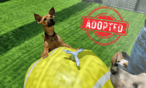 Adoption Dog