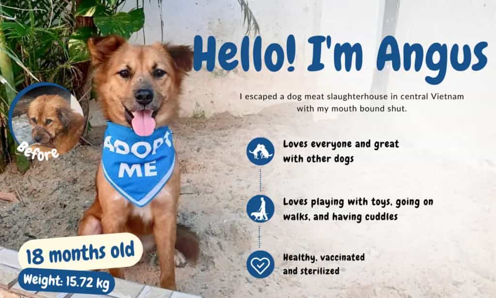 Angus - adoption dog