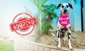 Animals - Adoption Dog