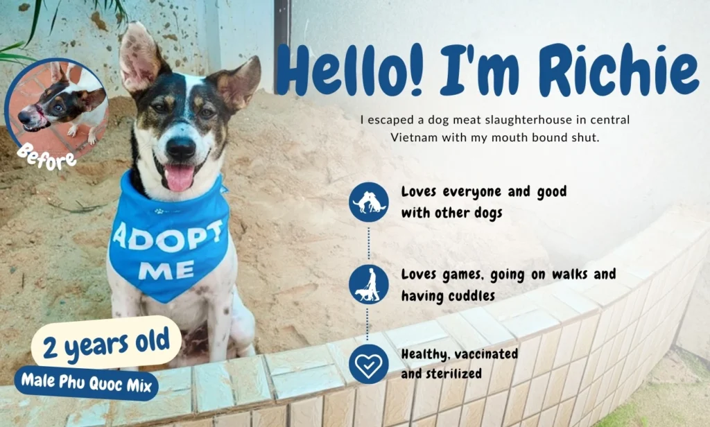 Richie - Adopt A Dog - Adoptio pet