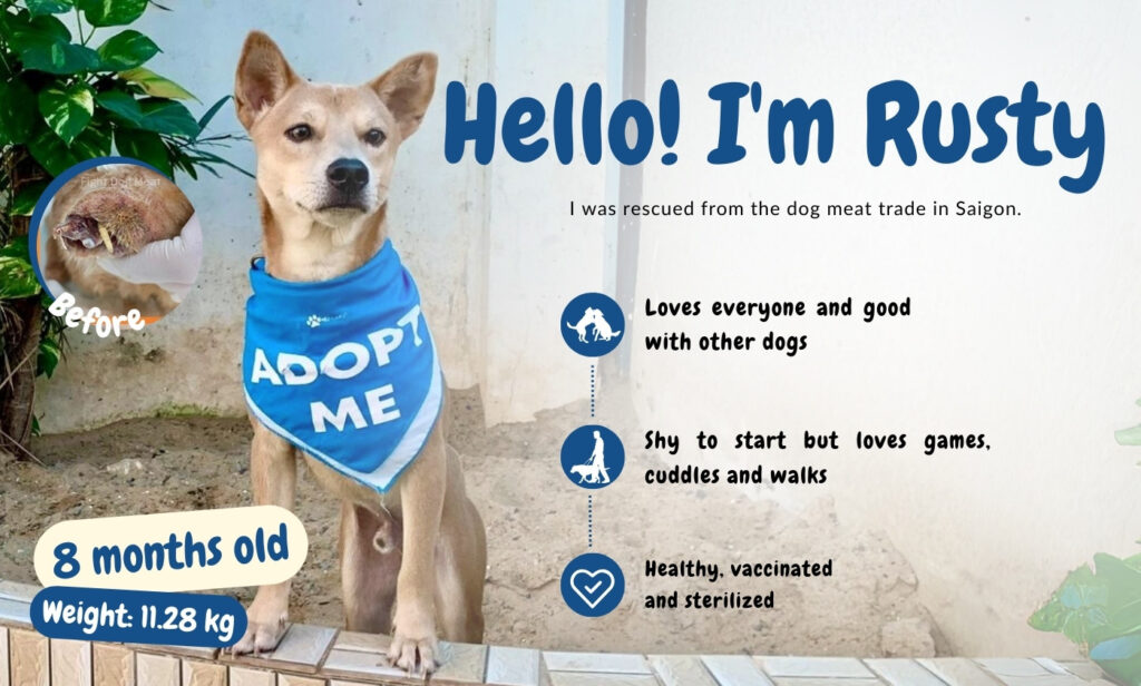 Rusty - Adoption Dog - Adopt a dog