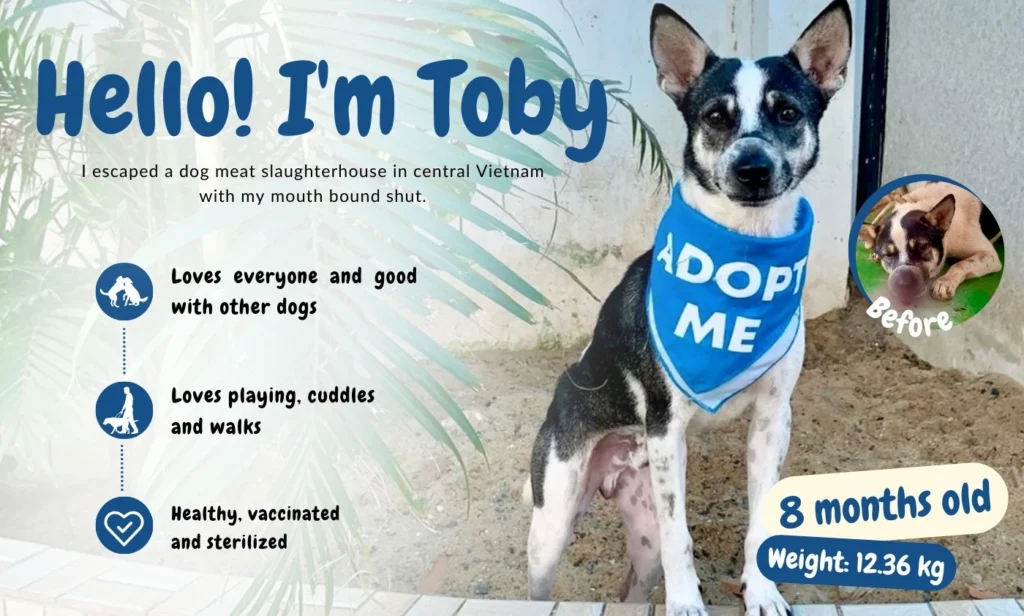 Toby - Adopt A Dog - Adoptio pet