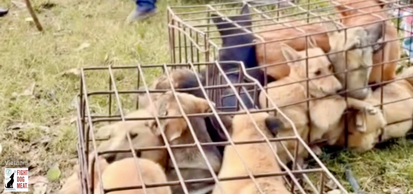 Vietnam Loading Dogs Cats Fight Dog Meat Vietnam Loading Dogs Cats Fight Dog Meat