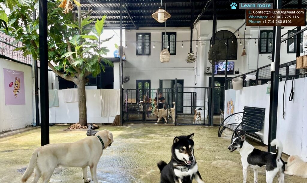 FDM Doggie Ranch in Saigon